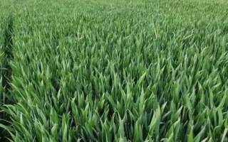 临紫麦1号小麦品种简介，每亩基本苗15-18万