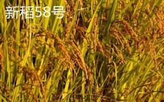 适合种植在新疆地区的水稻品种,新稻58号可在南疆和北疆推广种植