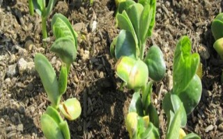 在家种蚕豆的方法，浸种消毒后再撒播覆土