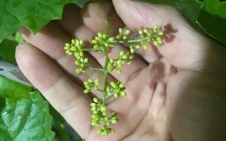 如何避免葡萄小粒果产生,花期要加强肥水管理