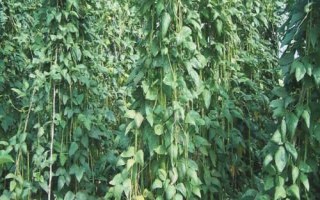 豆角的种植时间,在我国长江以南各地春、夏、秋均可栽培