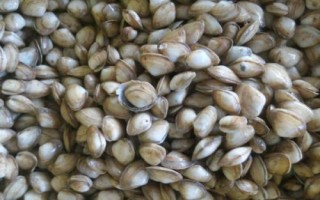 什么是海瓜子，属于贻贝科、肌蛤属软体动物