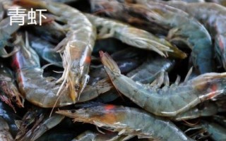 淡水虾的种类,这5种都可人工养殖