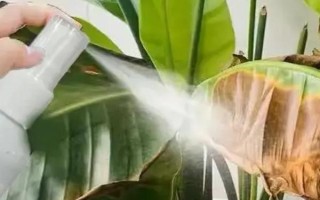 植物营养液的使用方法，滴在水里适合于水培植物