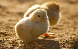 小鸡苗的养殖方法，雏鸡苗一定要注意保温