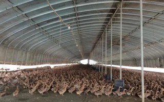养鸭大棚怎么建，建议大棚的朝向为东西方向