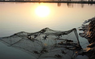 蟹塘放苗后水浑转塘的原因,可能塘口是新开的