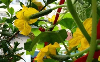 黄瓜为什么开花不结果，缺少养分、土壤板结、水分过多等因素均会造成