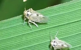 稻飞虱怎么防治，首先选择抗虫能力强的品种