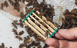 失王的中蜂群怎样处理，可介入新王并急造王台