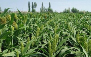 高粱地里苗后除草剂都有哪些，常见的有麦草畏、辛酰溴苯腈等