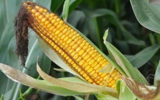 庆科玉1号玉米种的特征特性，生育期为144.8天