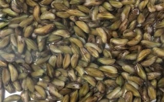 海瓜子怎么养殖，排干水塘再将种苗均匀撒在塘面上