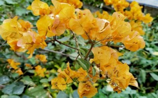 巴西紫三角梅是否勤花,花期持续时间长且开花量大