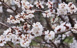 杏花的开花时间，花期在农历的2月份左右