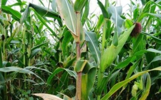荃卡玉159玉米品种的特性,防治地下害虫