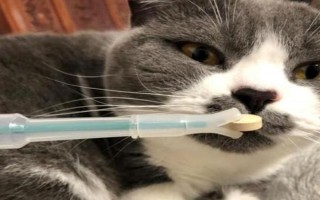 猫咪常备药品，止泻、促消化、驱虫等都是常备的