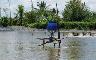 虾对水质的要求，不同品种对酸碱值的要求有区别