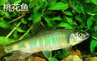 桃花鱼和马口鱼有什么区别，鱼嘴和鱼身均不同