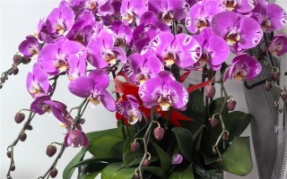 过年养哪些花喜庆，推荐报春花、蝴蝶兰等