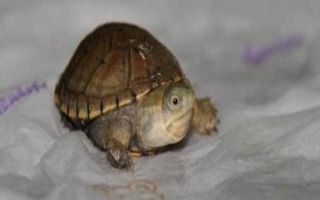 索若拉泥龟好不好养，饲养难度低属于易养品种