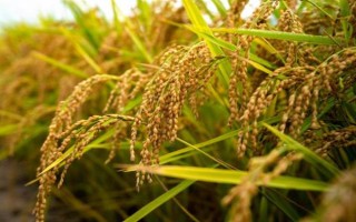 水稻的产量，低产田和高产田分别为600-700斤、1000-1200斤左右