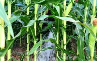 粘玉米的田间管理方法,在4-5片叶时开始定苗