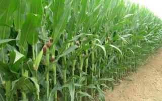 艾克信2玉米种简介，4月下旬至5月上旬播种