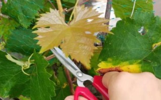 葡萄收获后什么时候修剪，最佳时期在采果后20天左右