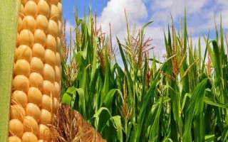 盛和4240玉米种简介，适宜播种期3月底至5月底