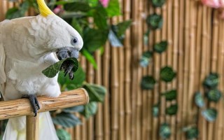 鹦鹉能不能长时间晒光，长时间暴晒容易患上皮肤病