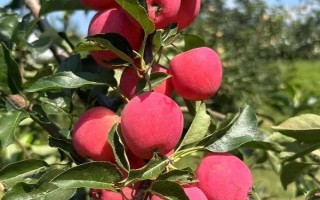 国光苹果的含糖量高不高，每100g鲜苹果肉中含糖量有14.6%