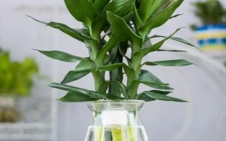 富贵竹的浇水方法，遵循不干不浇、浇则浇透的原则