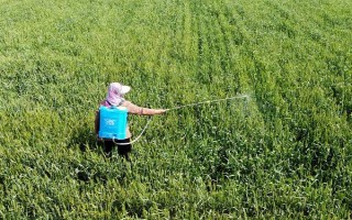 防治小麦红蜘蛛和蚜虫的用药，可选择高效氯氟氰菊酯、联苯菊酯等