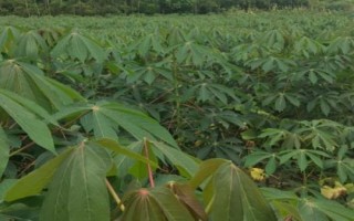 怎么防治木薯病虫害，需根据具体类型采取针对性措施