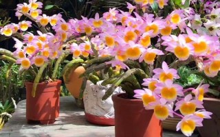 玫瑰石斛怎么养殖，生长期每隔10-14天浇一次水