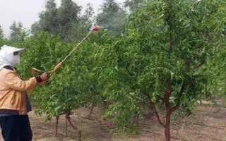 啶虫脒的使用方法和用量，可防治蔬菜、枣、苹果树上的蚜虫