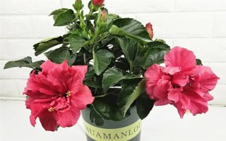 芙蓉花开放后如何处理,剪除残花和枯老枝可节省养分、避免发生病虫害