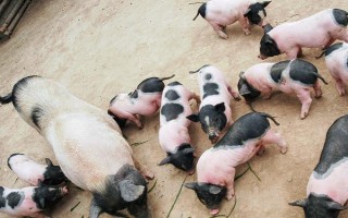 养10只香猪的年利润,减去成本后一年可获利2万元左右