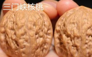 河南三门峡市的特产,三门峡核桃名气大