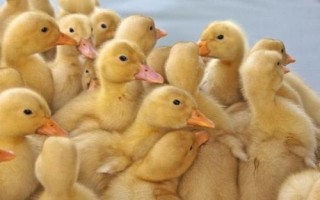 优质鸭苗品种介绍，品种众多各有特点