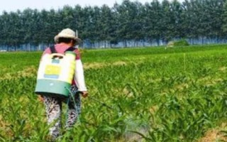 玉米苗后除草剂选择注意事项，不同药剂的使用方法不同