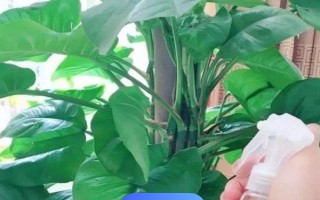 绿萝的水培方式,每隔3-7天换一次水