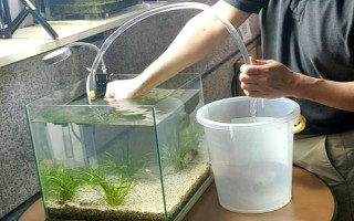 小鱼苗什么时候喂食，出生第二天就可以喂食了