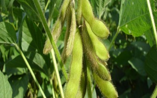 垦农36大豆品种简介,该品种为亚有限结荚习性