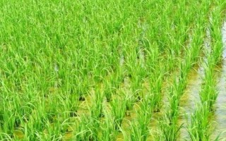 泰两优086水稻种子特点，每亩有效穗数15.7万