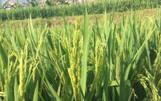 三丰101水稻种子特征特性，大田插植密度亩1.3万穴