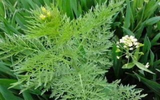 吡氟酰草胺能防除什么草,可防除多种阔叶杂草和禾本科草