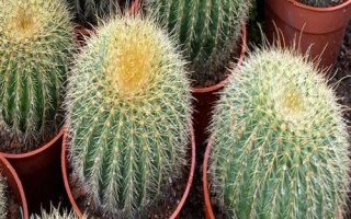 仙人球腐烂如何处理，可切除腐烂部位、再涂抹木灰