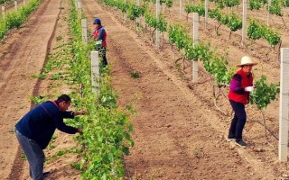 葡萄树何时移栽，秋季落叶后为移栽适期